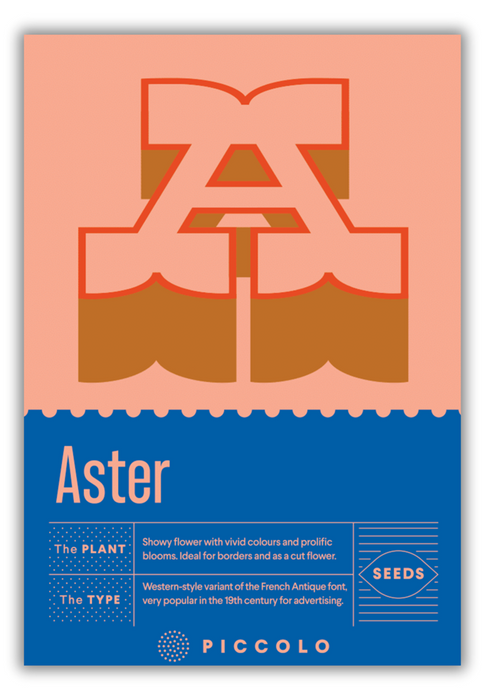 A - Aster Seeds