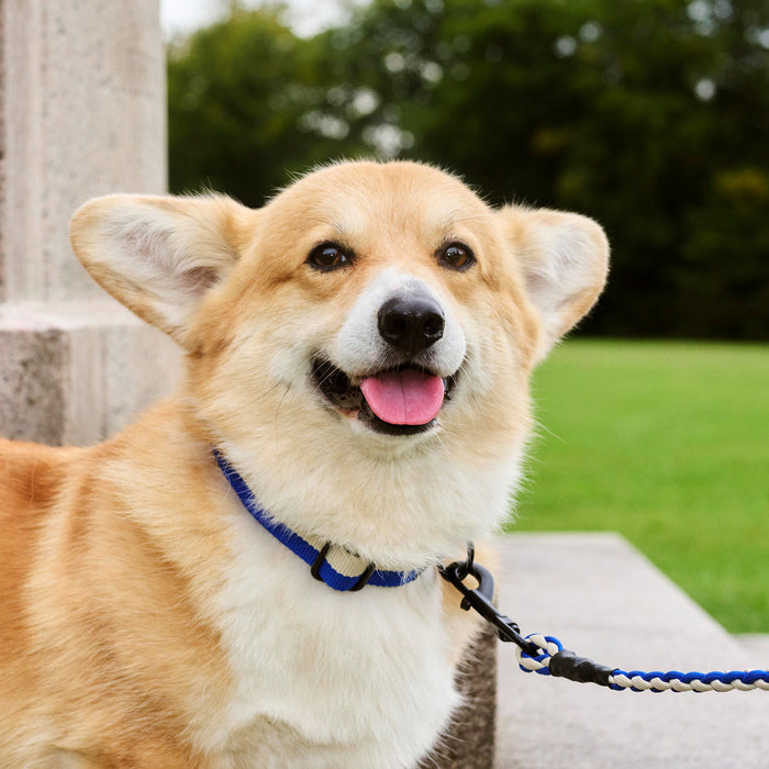 Dog Leash - Braided