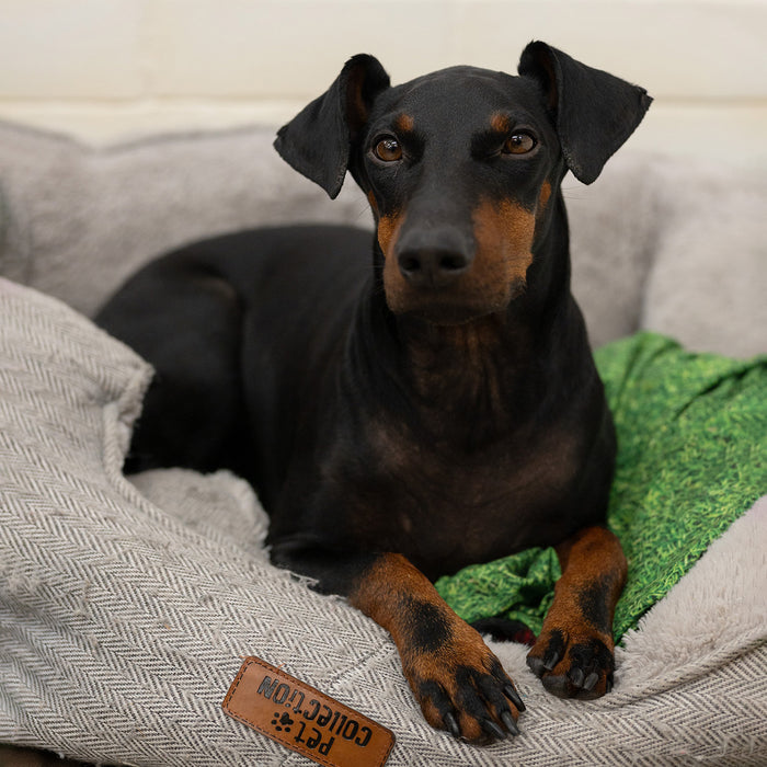 Fred Aldous X TOFT Ray The Manchester Terrier Kit