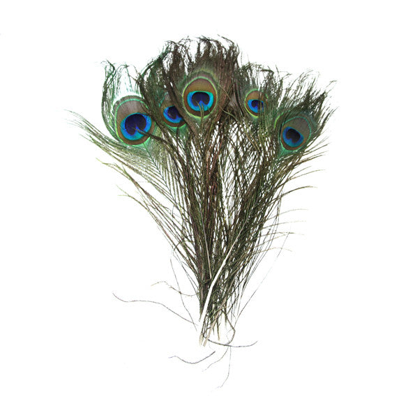 Peacock Feathers Pack of 10 — Fred Aldous